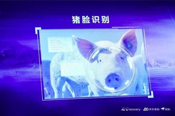 京東宣布進(jìn)軍養(yǎng)豬業(yè)，還推出了“豬臉識(shí)別”技術(shù)